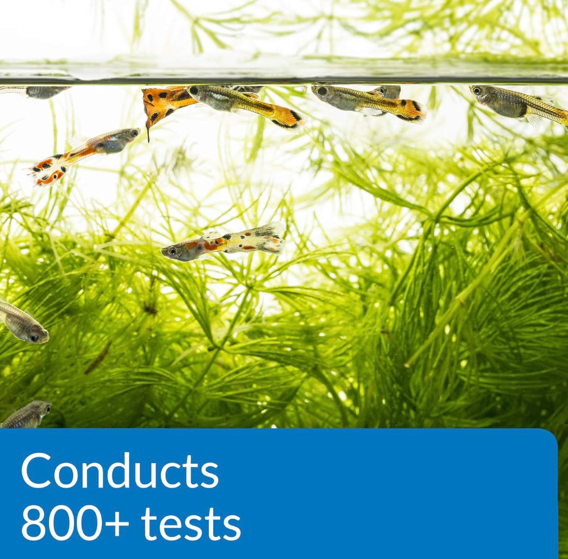 800 Test Freshwater Aquarium Water Master Test Kit