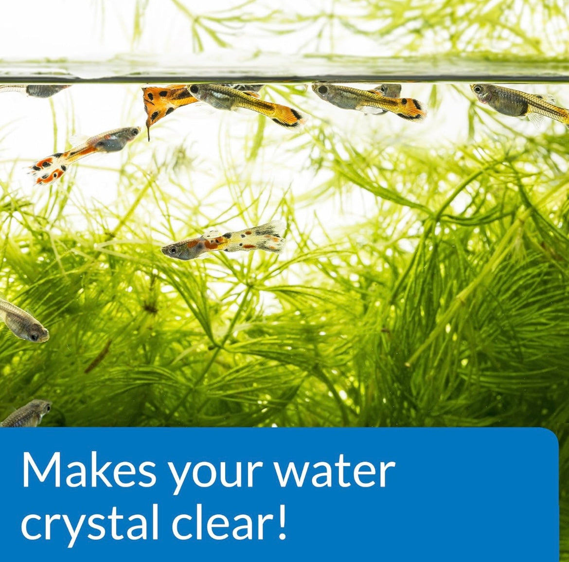 ACCU-CLEAR Freshwater Aquarium Water Clarifier